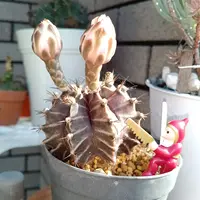 群生美株】ロフォフォラ翠冠玉 塊根植物 サボテン コーデックス 群生美