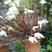 セッコクのそだレポ（栽培レポート）｜植物図鑑｜みんなの趣味の園芸