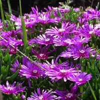 マツバギク（松葉菊）の写真〔12ページ目〕｜植物図鑑｜みんなの