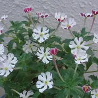 ザルジアンスキアの種類（原種、品種）｜植物図鑑｜みんなの趣味の園芸