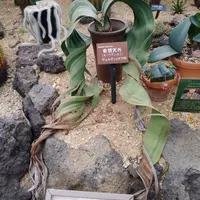 奇想天外（ウェルウィッチア）のそだレポ（栽培レポート）｜植物