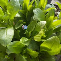 クリスマスローズの原種（H.シクロフィルス）｜園芸日記by野々口稔