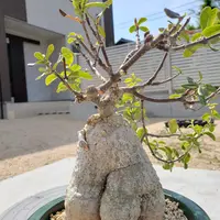 フォッケア・エデュリス（火星人）の基本情報・育て方｜多肉植物