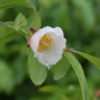 ヒメシャラの小径　パステル画 ヒメシャラの小径 パステル画 ヒメシャラの小径 パステル画 絵画