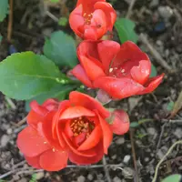 ボケとは｜育て方がわかる植物図鑑｜みんなの趣味の園芸（NHK出版）