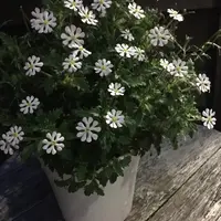 ザルジアンスキアの種類（原種、品種）｜植物図鑑｜みんなの趣味の園芸