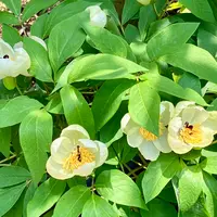 山野草ヤマシャクヤクいわし雲×祖谷中津山　交配種 山野草ヤマシャクヤクいわし雲×祖谷中津山 交配種