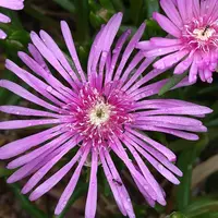 マツバギク（松葉菊）の写真〔12ページ目〕｜植物図鑑｜みんなの