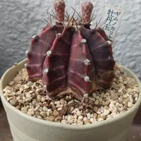ギムノカリキウム'海王丸'の基本情報・育て方｜多肉植物