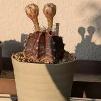 ギムノカリキウム新天地錦の基本情報・育て方｜多肉植物・サボテン図鑑