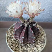 ギムノカリキウム　海王丸　良タイプ ギムノカリキウム：カイオウマル（海王丸）2.5号 の通販 | 園芸