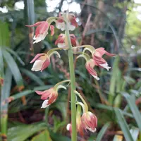エビネ（春咲き）の育て方・栽培方法｜植物図鑑｜みんなの趣味の