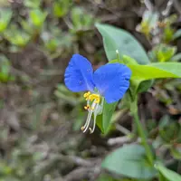 ツユクサ ツユクサ Commelina communis