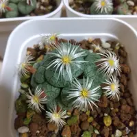 コノフィツムの種類（原種、品種）｜植物図鑑｜みんなの趣味の園芸