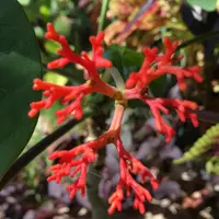 ヤトロファ錦珊瑚（にしきさんご）の基本情報・育て方｜多肉植物