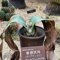 奇想天外　実生　6 ウェルウィッチア ミラビリス ( Welwitschia mirabilis )の実生