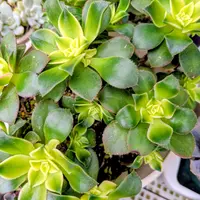 アエオニウムの育て方・栽培方法｜植物図鑑｜みんなの趣味の園芸（NHK