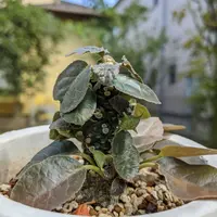 レア/塊根植物】ドルステニア ラブラニー メス株（中株）① 頻