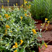 クリソセファラムの写真｜植物図鑑｜みんなの趣味の園芸