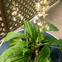 エビネ（夏咲き）の写真〔2ページ目〕｜植物図鑑｜みんなの趣味の園芸