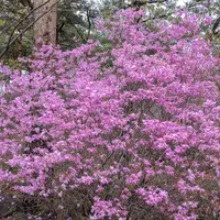 ミツバツツジの種類（原種、品種）｜植物図鑑｜みんなの趣味の園芸