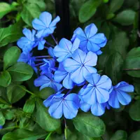 ルリマツリ（プルンバゴ）の育て方・栽培方法｜植物図鑑｜みんなの趣味