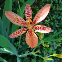ヒオウギの写真｜植物図鑑｜みんなの趣味の園芸