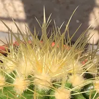 エキノカクタス金鯱の基本情報・育て方｜多肉植物・サボテン図鑑