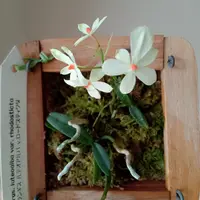 エランギスとは|育て方がわかる植物図鑑|みんなの趣味の園芸 エランギスとは|育て方がわかる植物図鑑|みんなの趣味の園芸