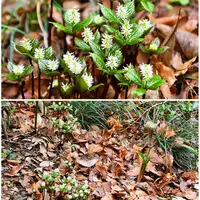 ヒトリシズカの写真〔5ページ目〕｜植物図鑑｜みんなの趣味の園芸