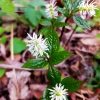ヒトリシズカの写真〔5ページ目〕｜植物図鑑｜みんなの趣味の園芸