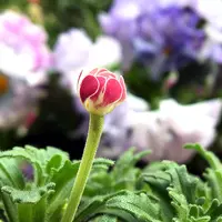 ザルジアンスキアとは｜育て方がわかる植物図鑑｜みんなの趣味の園芸