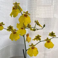 オンシジウム（オンシジューム）の写真〔17ページ目〕｜植物図鑑