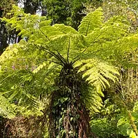 【公式】 ヘゴとは｜育て方がわかる植物図鑑｜みんなの趣味の園芸（NHK出版） その他