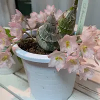 カタセタムの育て方・栽培方法｜植物図鑑｜みんなの趣味の園芸（NHK出版）