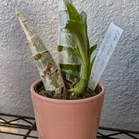 カタセタムとは｜育て方がわかる植物図鑑｜みんなの趣味の園芸（NHK出版）