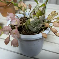カタセタムの種類（原種、品種）｜植物図鑑｜みんなの趣味の園芸（NHK