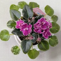 セントポーリアの種類（原種、品種）｜植物図鑑｜みんなの趣味の園芸