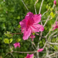ミツバツツジの育て方・栽培方法｜植物図鑑｜みんなの趣味の園芸