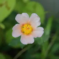 マルバストラムの写真｜植物図鑑｜みんなの趣味の園芸