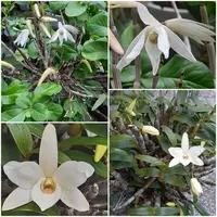 セッコクとは|育て方がわかる植物図鑑|みんなの趣味の園芸 セッコクとは|育て方がわかる植物図鑑|みんなの趣味の園芸