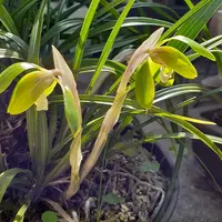 シュンランとは｜育て方がわかる植物図鑑｜みんなの趣味の園芸（NHK出版）