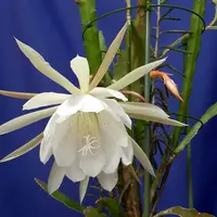 月下美人の写真｜植物図鑑｜みんなの趣味の園芸