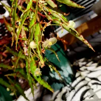 春まで停止大株ベゴニアアンフィオクサス