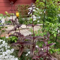ペンステモンの写真〔8ページ目〕｜植物図鑑｜みんなの趣味の園芸