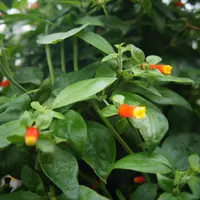 マネッティアの写真｜植物図鑑｜みんなの趣味の園芸