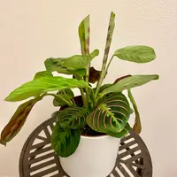 ご注文　マランタ 園芸ネット本店｜マランタ：レウコネウラ 6号吊り鉢 の通販【公式】