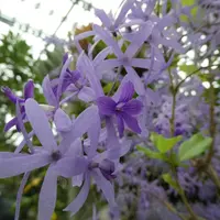 ペトレアとは|育て方がわかる植物図鑑|みんなの趣味の園芸 ペトレアとは|育て方がわかる植物図鑑|みんなの趣味の園芸