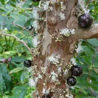 ジャボチカバ　Ａ　10年 ジャボチカバ(10年生苗) | 京子園芸