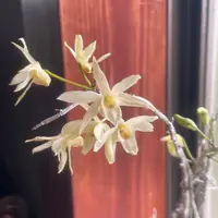 セッコクとは｜育て方がわかる植物図鑑｜みんなの趣味の園芸